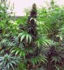 Cannabis_indica.jpg