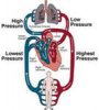 кровеносная система.jpg